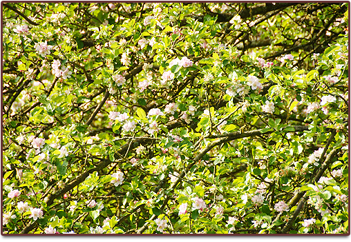 Apple Blossom at Harts Barn