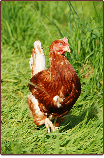 Free range chicken at Harts Barn