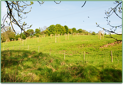 Cider orchards at Harts Barn