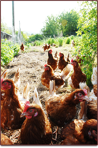 Hen's at Harts Barn