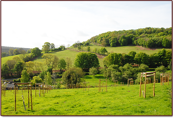 Harts Barn Orchards